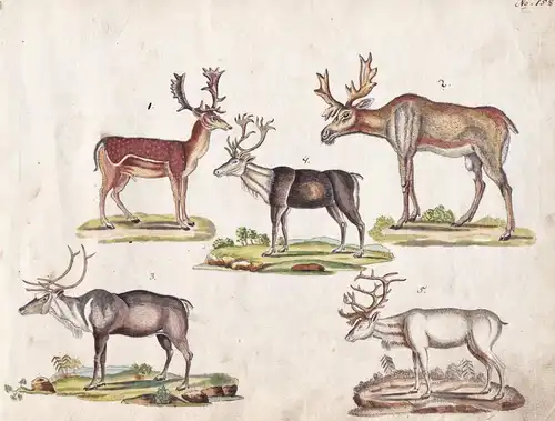 No. 158 - Rentier Hirsch deer / Jagd hunting / Tiere animals animaux