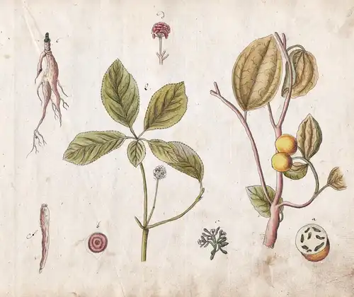 No. 16 - Krähenauge Ginseng ginseng tree/ Botanik botany