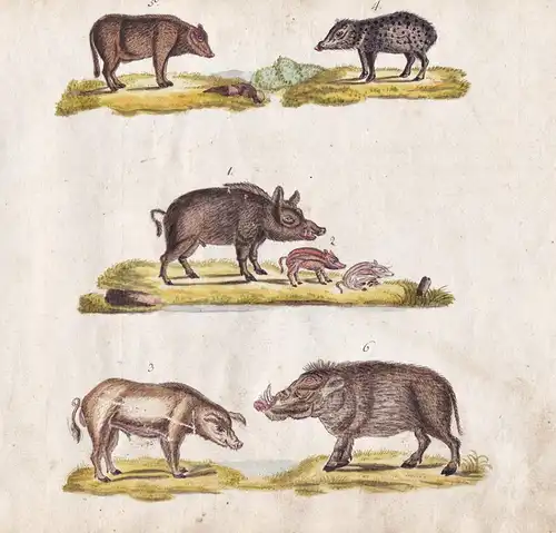 No. 163 - Wildschwein wild boar / Tiere animals animaux