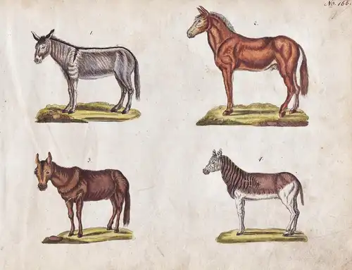 No. 166 - Esel Pferd donkey horse / Tiere animals animaux