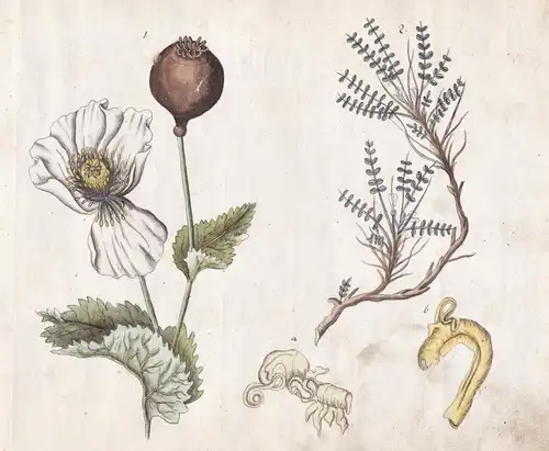 No. 25 - Opium Tragant Schlafmohn Astragalus opium poppy / Botanik botany