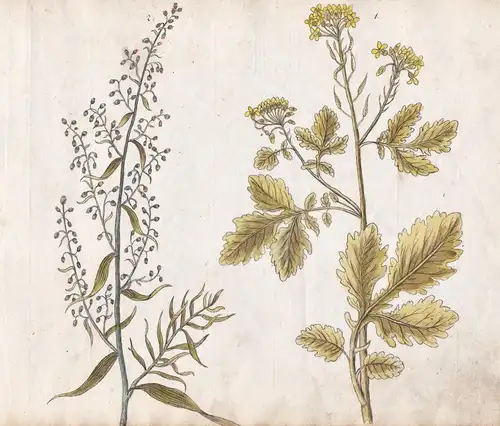 No. 31 - Senf Dragun mustard Estragon tarragon / Botanik botany
