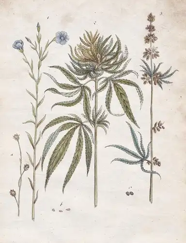 No. 37 - Flachs Hanf flax hemp / Botanik botany