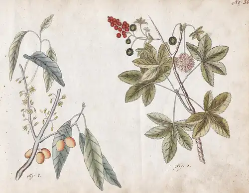 No. 30 - Storaxbaum Mastix storax tree mastic / Botanik botany