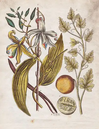 No. 6 - Vanille Vanilla Koloquinte / Botanik botany