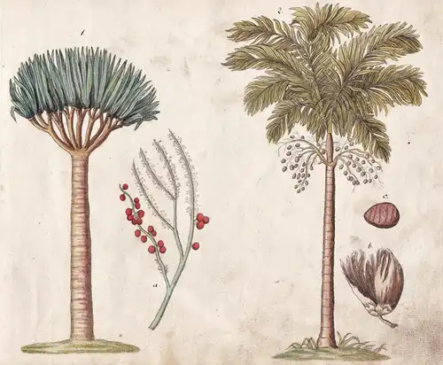 No. 7 - Drachenblutbaum Palme dragon blood tree palm tree / Botanik botany