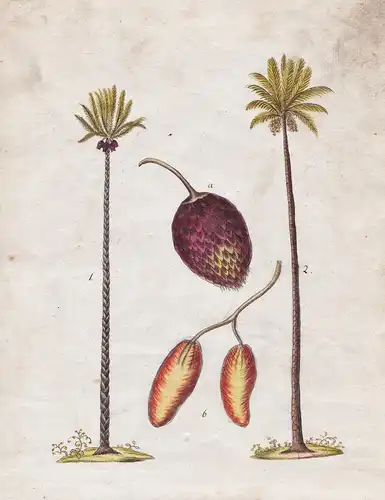 No. 9 - Sagopalme Dattelpalme sago palm date palm / Botanik botany