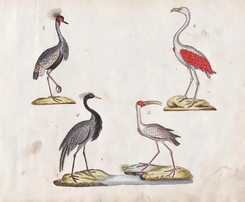 No. 102 - Reiher Flamingo heron flamingo / Schreitvögel Wasservögel water bird Vögel birds / Tiere animals