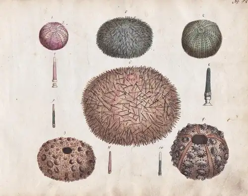 No. 52 - Seeigel see urchin / Meerestier sea animal marine animal