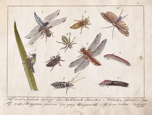 No. 57 - Libellen dragonflies / Insekten insects