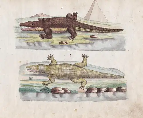 No. 75 - Krokodil crocodile / Reptilien reptiles