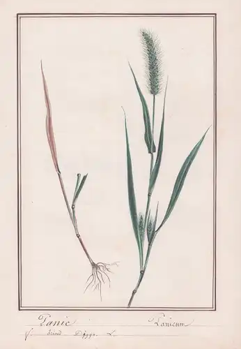 Panic / Panicum - Borstenhirse / Botanik botany / Blume flower / Pflanze plant