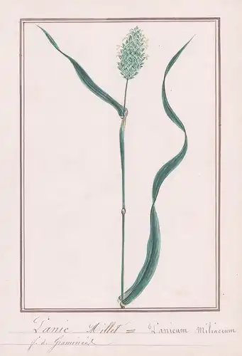 Panic Millet / Panicum Miliacum - Rispenhirse / Botanik botany / Blume flower / Pflanze plant
