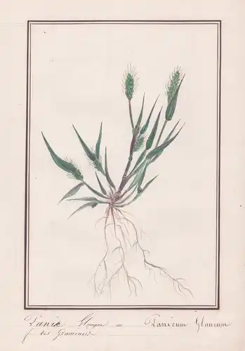 Panic Glaugue / Panicum Glaucum - Quirlige Borstenhirse / Botanik botany / Blume flower / Pflanze plant