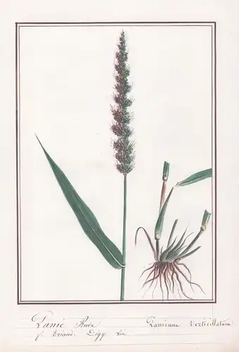 Panic Rude / Panicum Verticillatum - Quirlige Borstenhirse / Botanik botany / Blume flower / Pflanze plant
