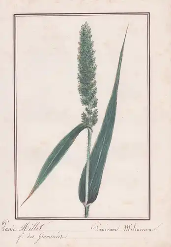 Panic Millet / Panicum Miliacum - Rispenhirse / Botanik botany / Blume flower / Pflanze plant