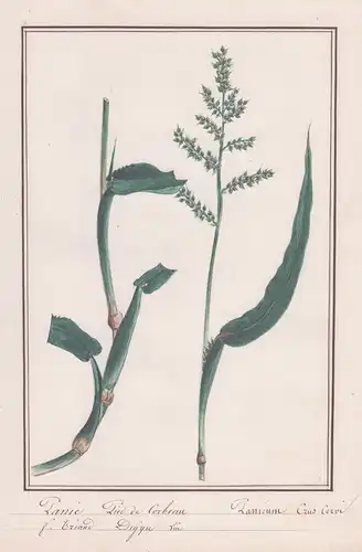 Panic, Pied de Corbeau / Panicum Crus-Corvi - Hühnerhirse / Botanik botany / Blume flower / Pflanze plant