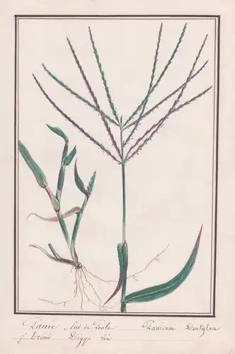 Panic, Pied de Toule / Panicum Dactylon - Bermudagras / Botanik botany / Blume flower / Pflanze plant