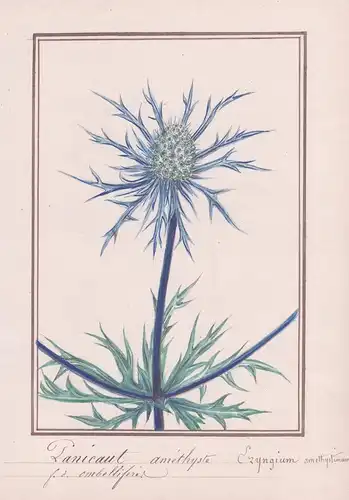 Panicaut de amethyste / Eryngium amethystinum - Amethyst-Mannstreu / Distel / Botanik botany / Blume flower /