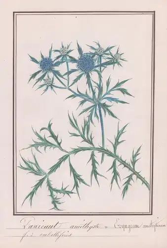 Panicaut de amethyste / Eryngium amethystinum - Amethyst-Mannstreu / Distel / Botanik botany / Blume flower /