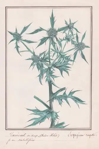 Panicaut des Champs / Eryngium Campreste - Feld-Mannstreu / Botanik botany / Blume flower / Pflanze plant