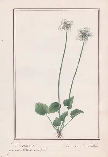 Parnassie / Parnassia Palustris - Sumpf-Herzblatt / Botanik botany / Blume flower / Pflanze plant