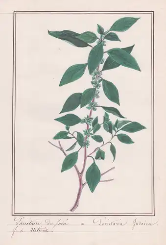 Parietaire de Judee / Paritaria Judaica - Ausgebreitetes Glaskraut / Botanik botany / Blume flower / Pflanze p