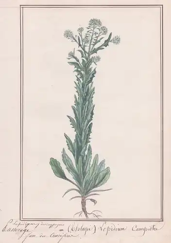 Passerage / Lepidium Campreste - Kresse / Botanik botany / Blume flower / Pflanze plant