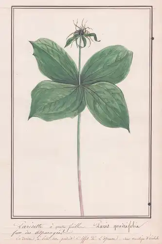 Parisette a quatre feuilles / Paris quadrifolia - Einbeere / Botanik botany / Blume flower / Pflanze plant