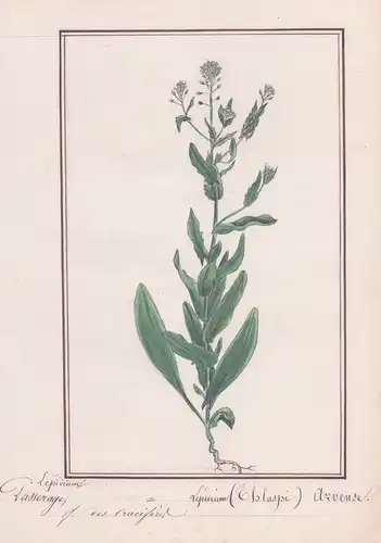Passerage / Lepidium arvense - Kresse / Botanik botany / Blume flower / Pflanze plant