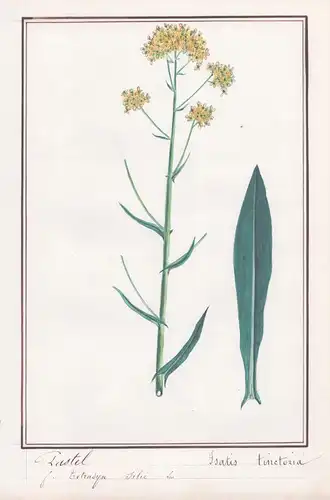 Pastel / Isatis tinctoria - Färberwaid / Botanik botany / Blume flower / Pflanze plant