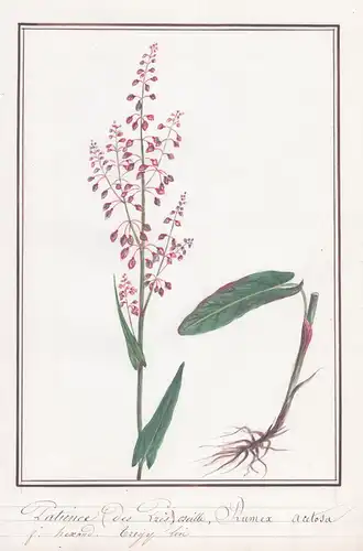 Patience des toes oseille / Rumex acetosa - Großer Sauerampfer / Botanik botany / Blume flower / Pflanze plant