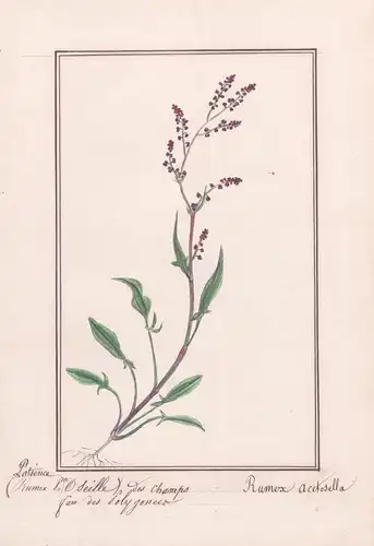 Patience des champs / Rumex acetosella - Kleiner Sauerampfer / Botanik botany / Blume flower / Pflanze plant
