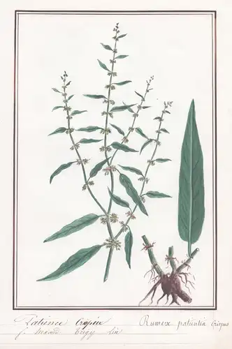 Patience Crepice / Rumex patientia crispus - Ampfer / Botanik botany / Blume flower / Pflanze plant
