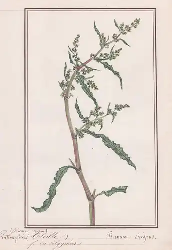 Patience Oseille / Rumex crispus - Krauser Sauerampfer / Botanik botany / Blume flower / Pflanze plant