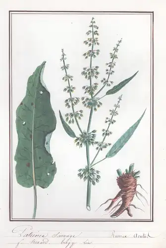 Patience Sauvage / Rumex acutus - Grindwurzel / Botanik botany / Blume flower / Pflanze plant