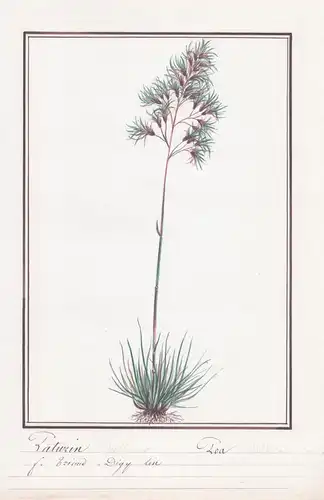 Paturin / Poa - Rispengras / Botanik botany / Blume flower / Pflanze plant