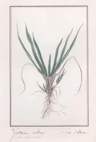 Paturin Bulbeux / Poa Bulbusa - Knolliges Rispengras / Botanik botany / Blume flower / Pflanze plant