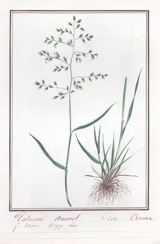 Paturin annuel / Poa annua - Einjähriges Rispengras / Botanik botany / Blume flower / Pflanze plant