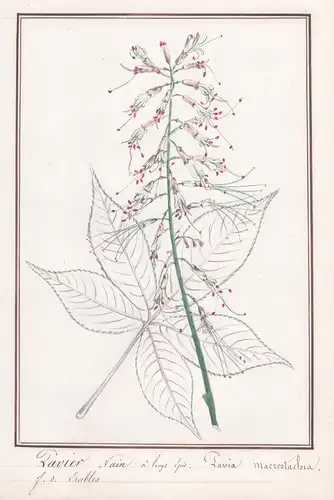 Pavier Nain / Pavia macrostachia - Strauch-Rosskastanie / Botanik botany / Blume flower / Pflanze plant