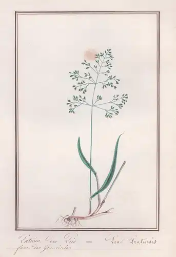 Paturin des Pres / Poa Pratensis -  Wiesen-Rispengras / Botanik botany / Blume flower / Pflanze plant