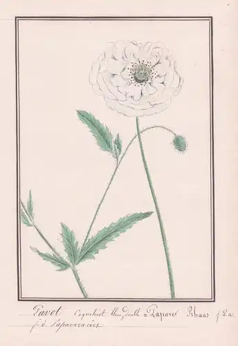 Pavot coquelicot blanc double / Papaver Rhoeas - Weißer Klatschmohn / Botanik botany / Blume flower / Pflanze
