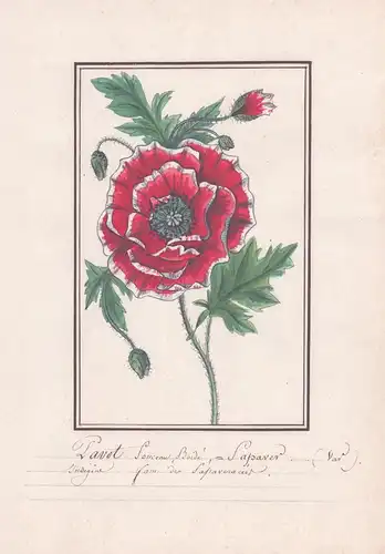 Pavot Ponceau, Boide / Papaver (orientale) - Türkischer Mohn / Botanik botany / Blume flower / Pflanze plant