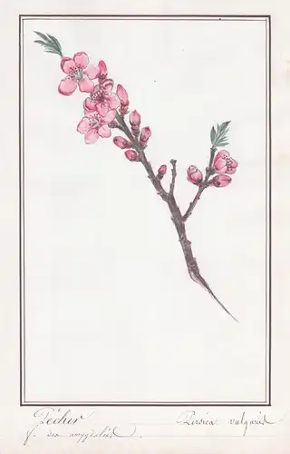Pecher / Persica vulgaris - Nektarine / Botanik botany / Blume flower / Pflanze plant