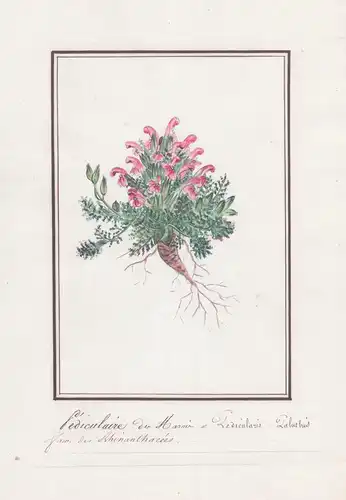 Pediculaire des Marais / Pedicularis Palustris - Sumpf-Läusekraut / Botanik botany / Blume flower / Pflanze pl