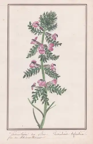 Pediculaire des Bois / Pedicularis Sylvatica - Wald-Läusekraut / Botanik botany / Blume flower / Pflanze plant