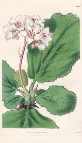 Saxifraga Ligulata. Fringe-Leaved Saxifrage. Tab. 3406 -  Nepal / Pflanze Planzen plant plants / flower flower