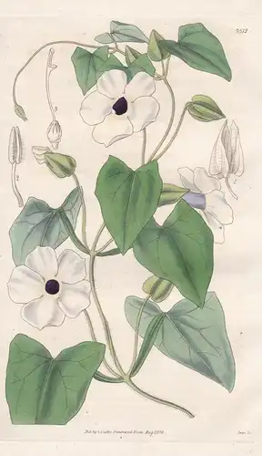 Thunbergia Alata; (albiflora). Winged Thunbergia; White-flowered var. Tab. 3512 -  Pflanze Planzen plant plant