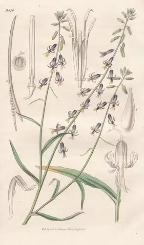 Streptanthus Hyacinthoides. Hyacinth-Flowered Streptanthus. Tab. 3516 - North America Nordamerika / Pflanze Pl