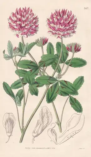 Trifolium Reflexum. Buffalo Clover. Tab. 3471 - America Amerika / Pflanze Planzen plant plants / flower flower